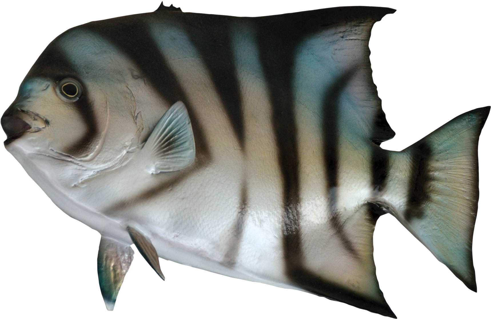 Atlantic Spade Fish Side View PNG