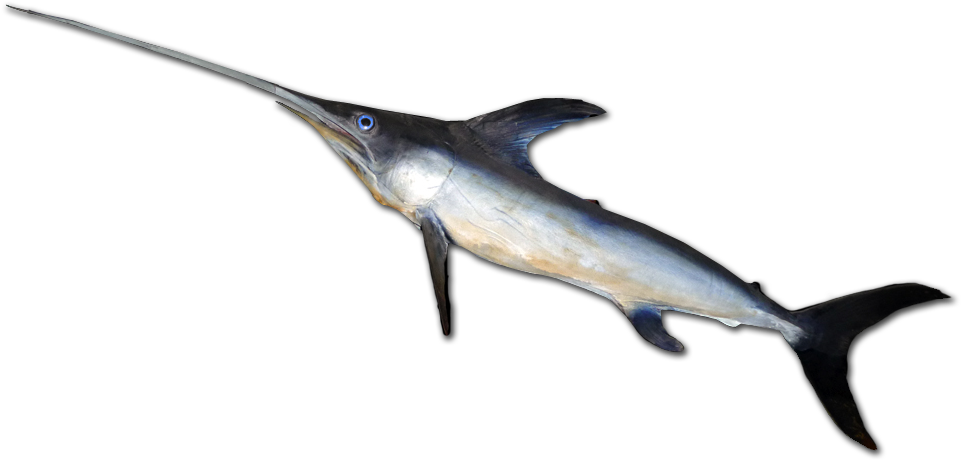 Atlantic Swordfish Side View.png PNG