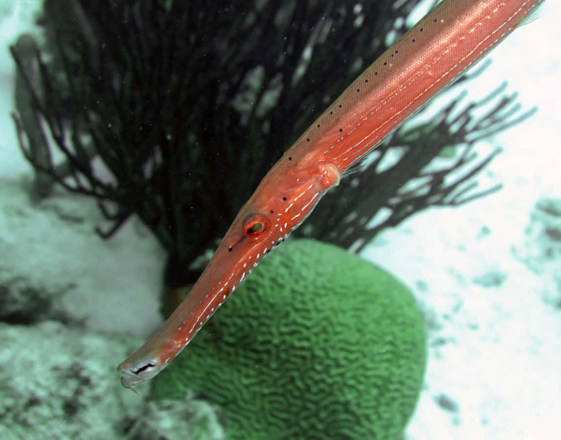 Atlantic Trumpetfish Probing The Coral Reefs. Wallpaper