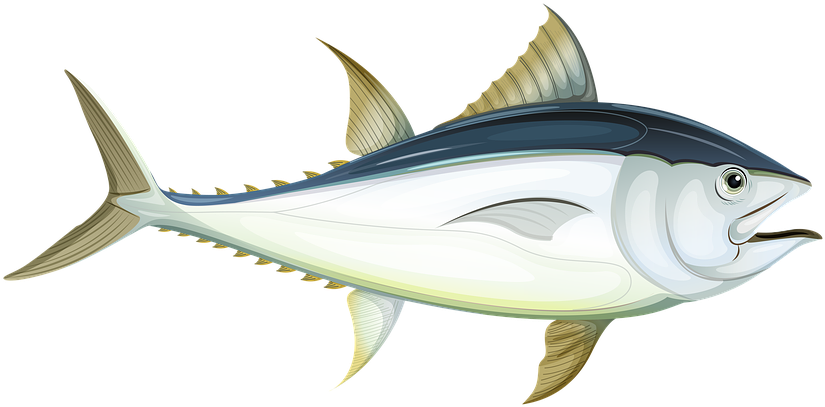 Atlantic Tuna Illustration PNG
