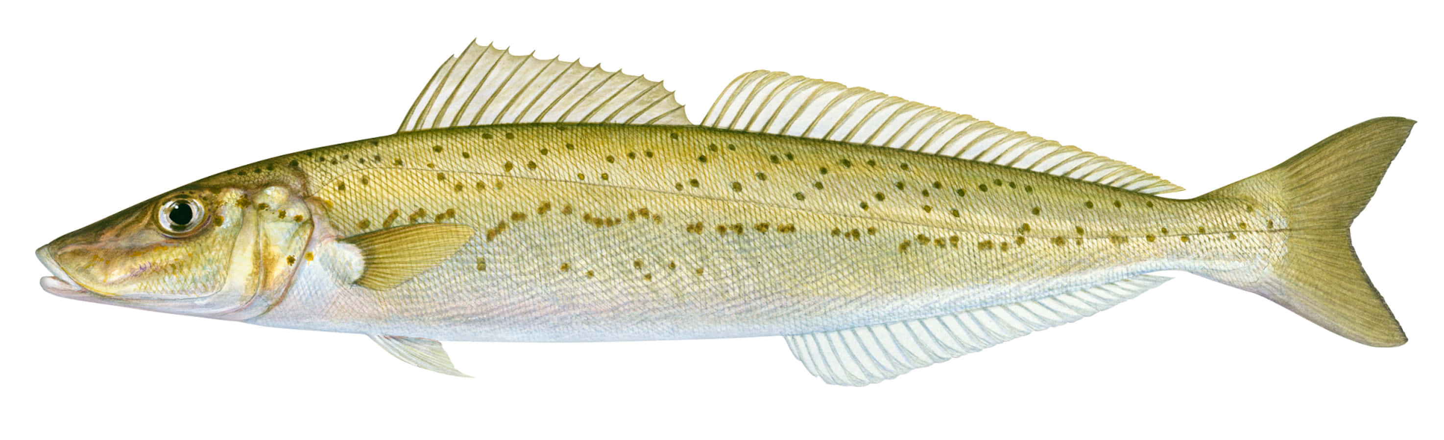 Download Atlantic Whiting Fish Isolated Wallpaper | Wallpapers.com