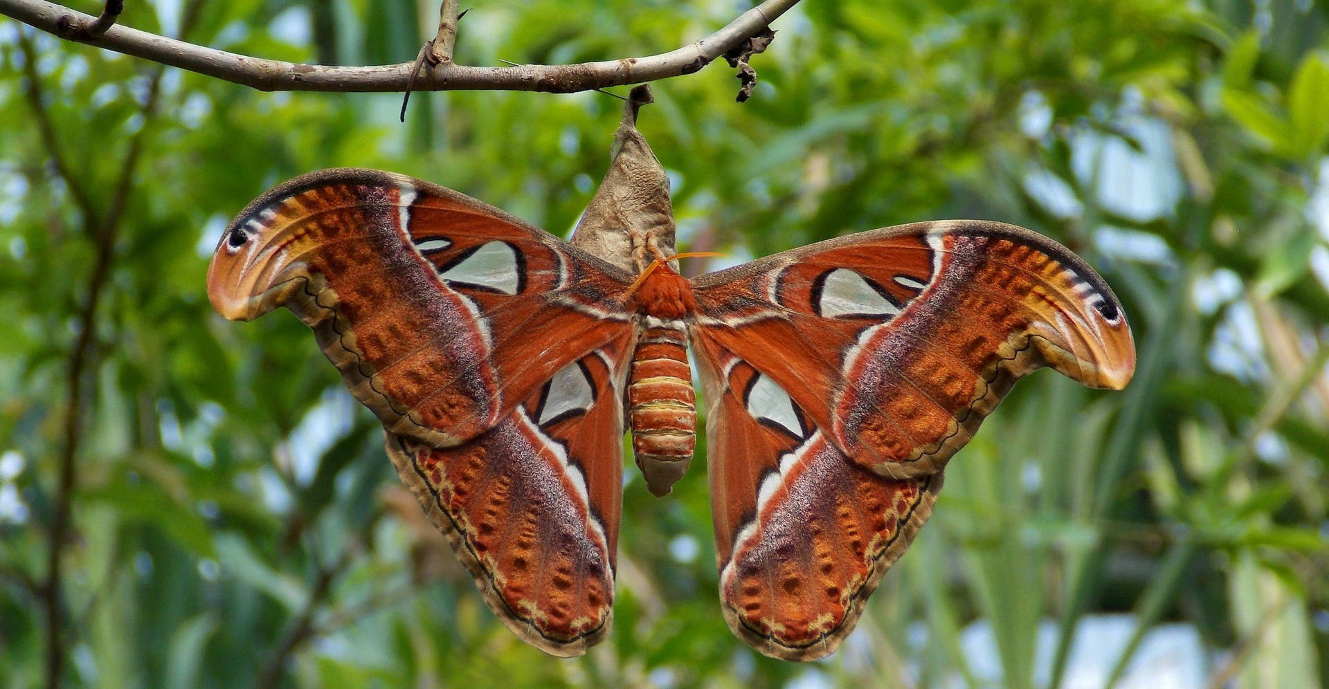 Atlas Moth Cocoon Wallpaper