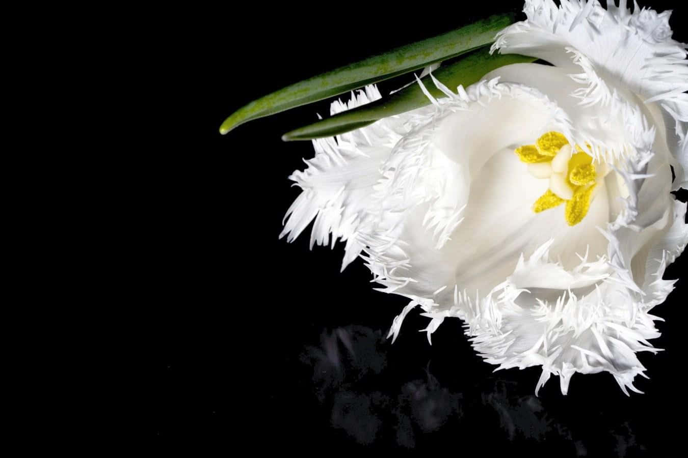 Atrayentepradera De Flores Blancas