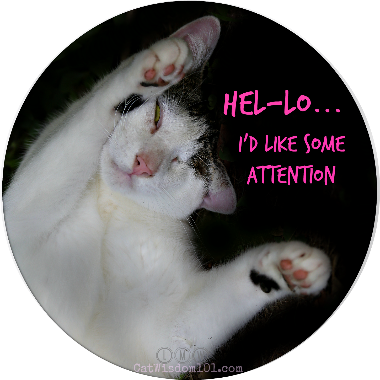 Attention Seeking Cat Meme PNG