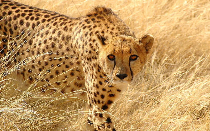 Attentive Cheetah Hunting For Food Wallpaper