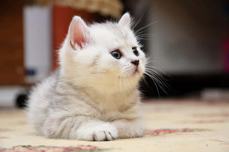 Attentive Cute Kitten Wallpaper