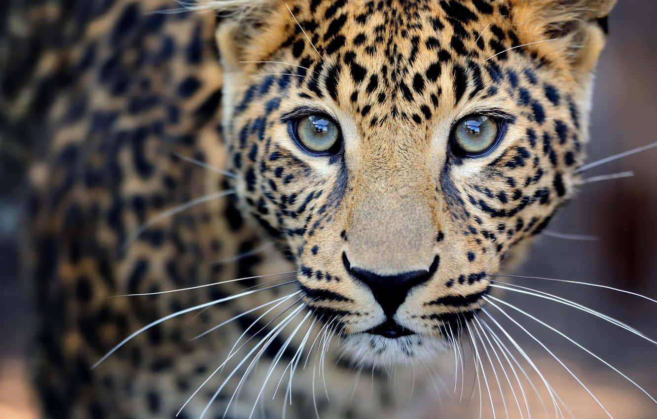 Attentive Eyes Of A Leopard Wallpaper