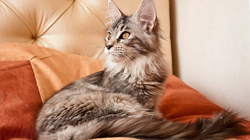 Attentive Maine Coon Cat Wallpaper
