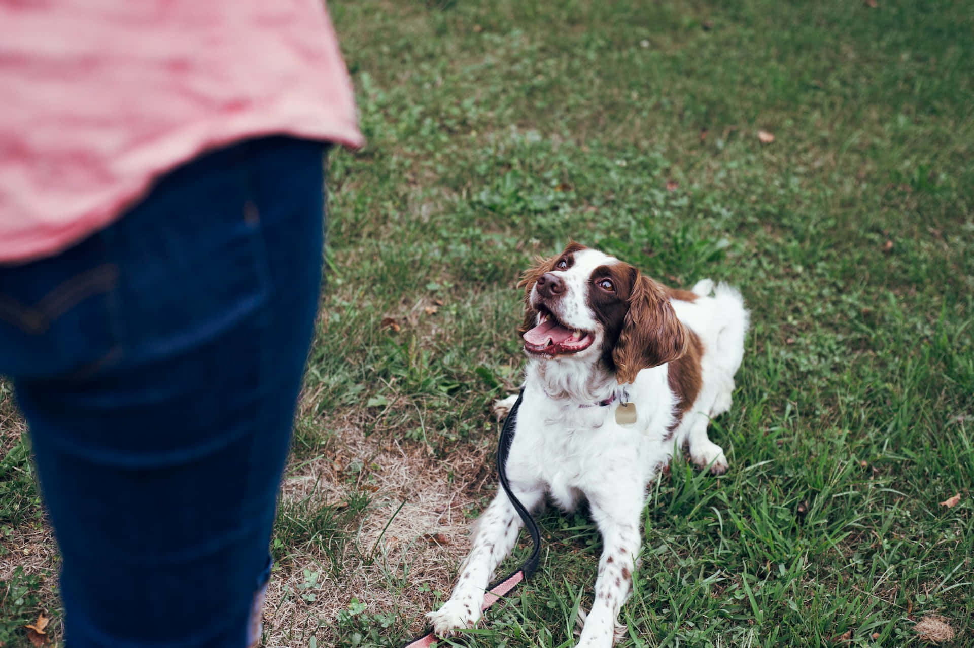 Oppmerksom Spaniel Under Treningsøkt Bakgrunnsbildet