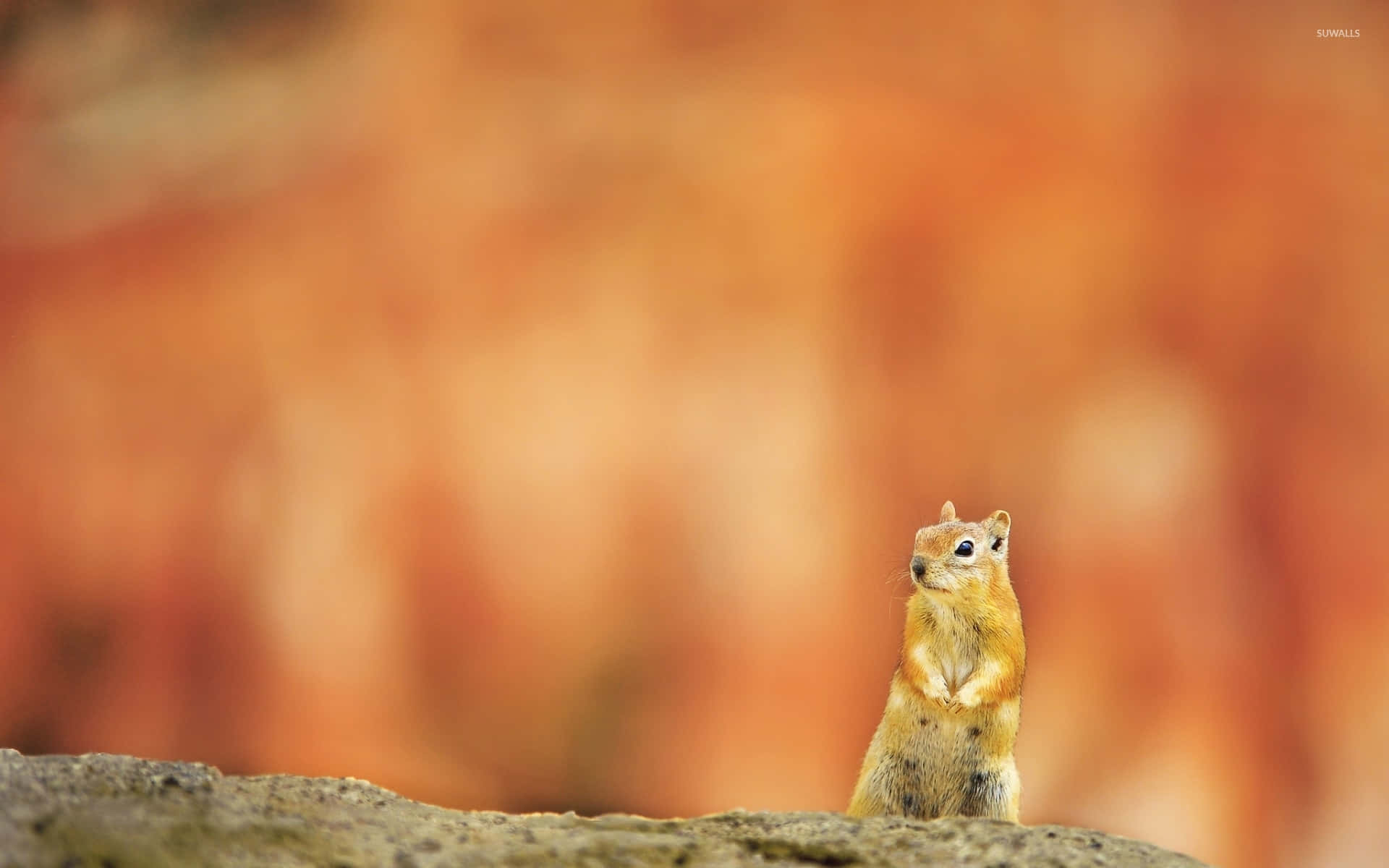 Attentive Squirrel Wallpaper