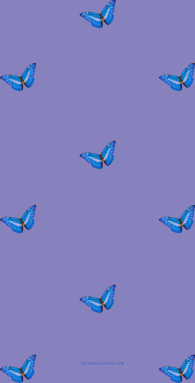 Attraktivt sommerfugle iPhone tema visning Wallpaper