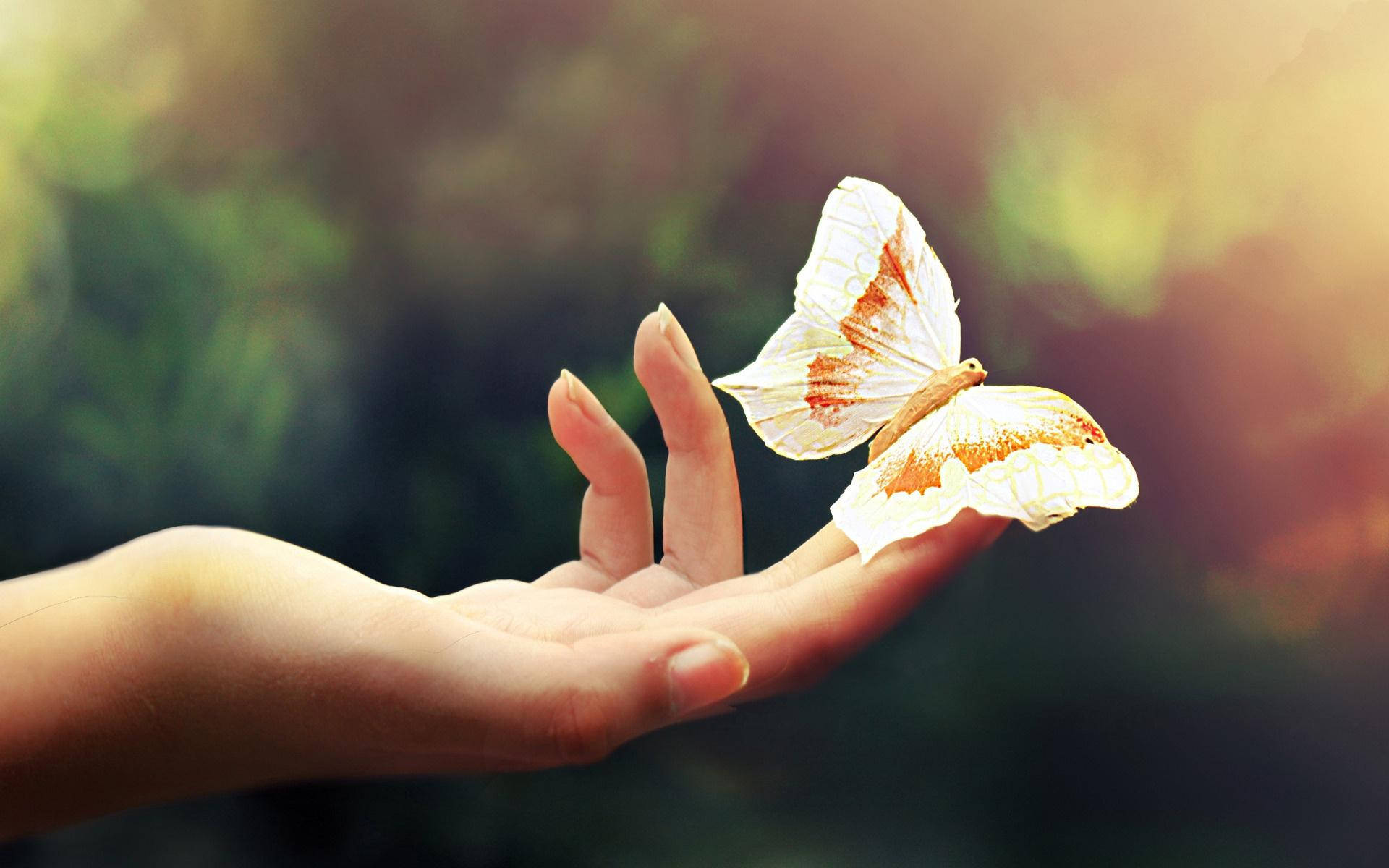 Attractive Butterfly On Hand Wallpaper