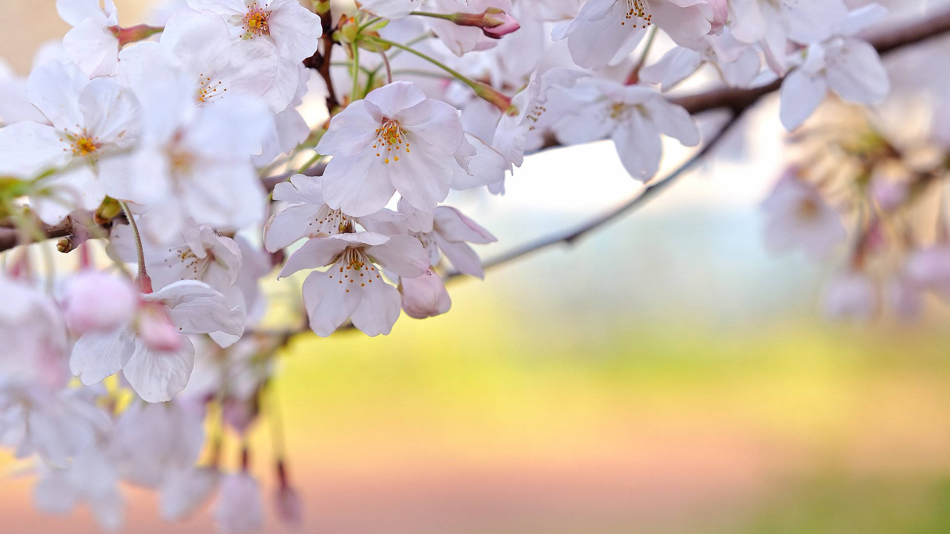 Attractive Cherry Blossom Wallpaper