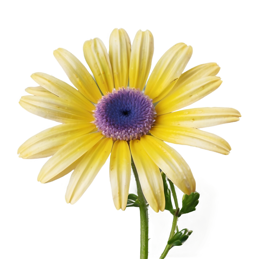 Attractive Daisy Representation Png 06202024 PNG