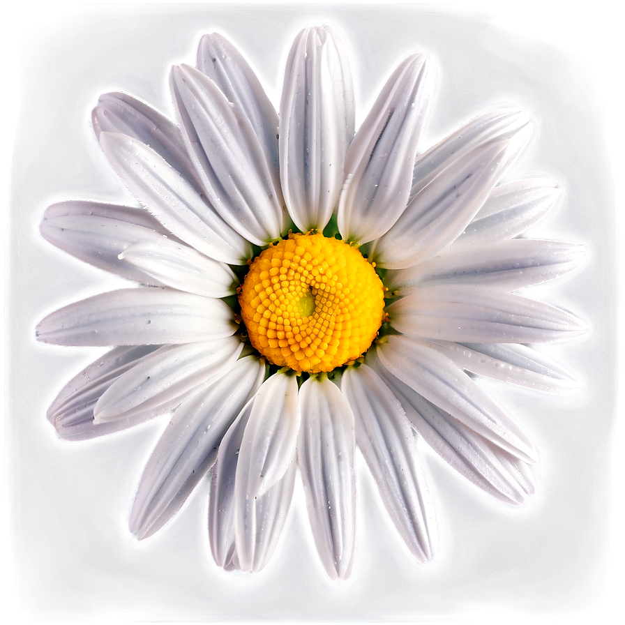 Attractive Daisy Representation Png 56 PNG