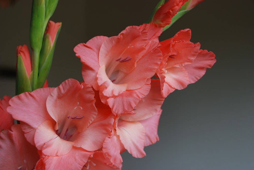 Attraktive Gladiolus Blomster Wallpaper