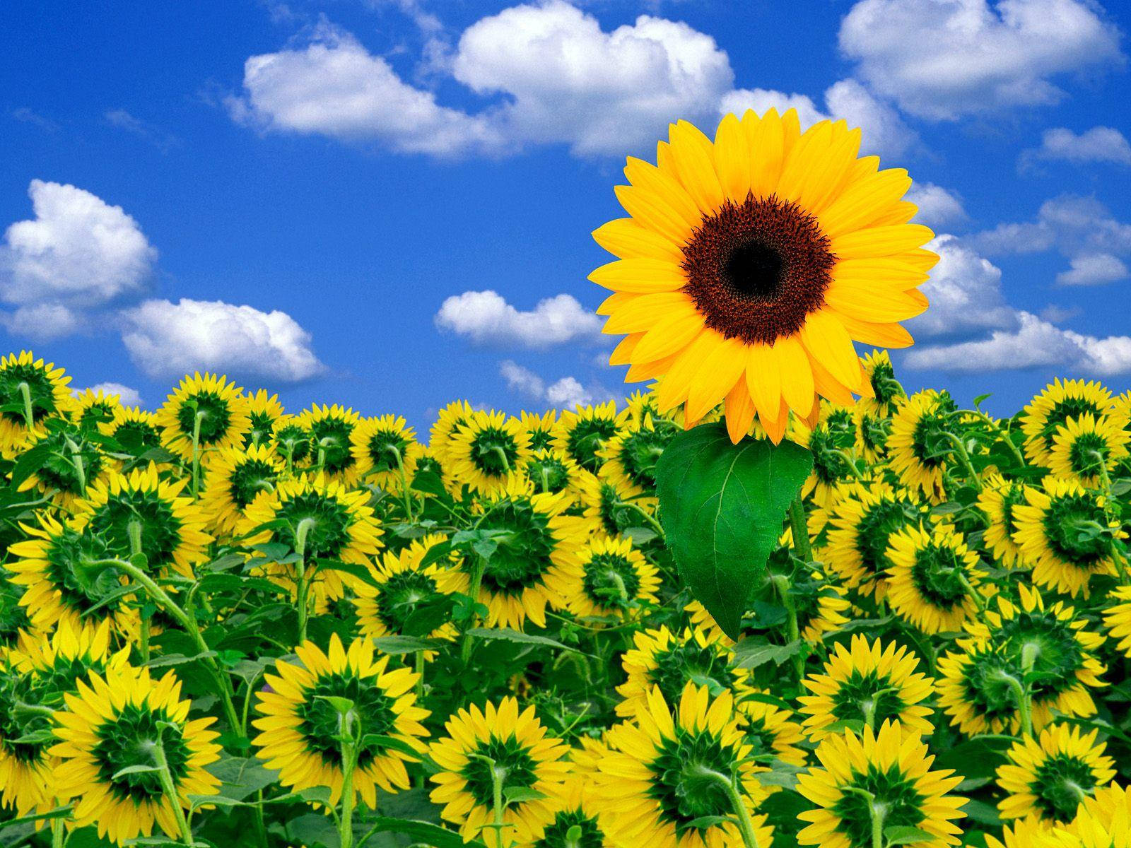Attractive Sunflower Garden Wallpaper