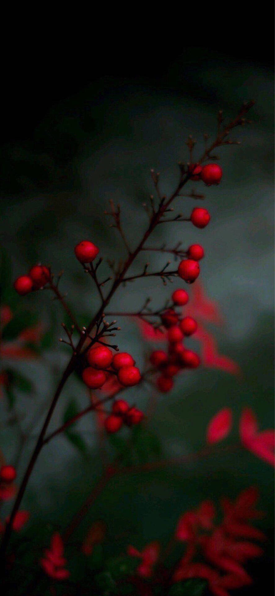 Attractive Tiny Red Berries Wallpaper