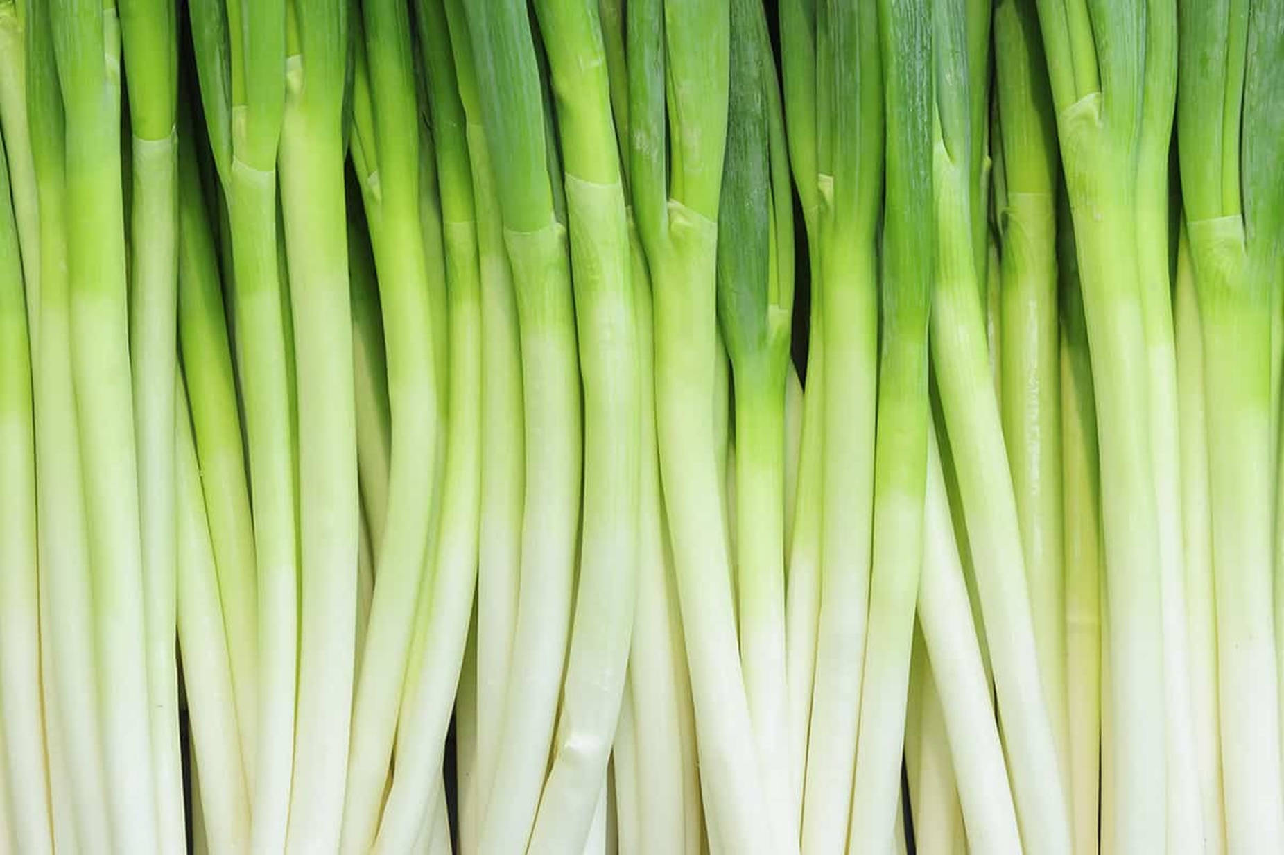 Atypical Green Onion White Stalks Towering Wallpaper