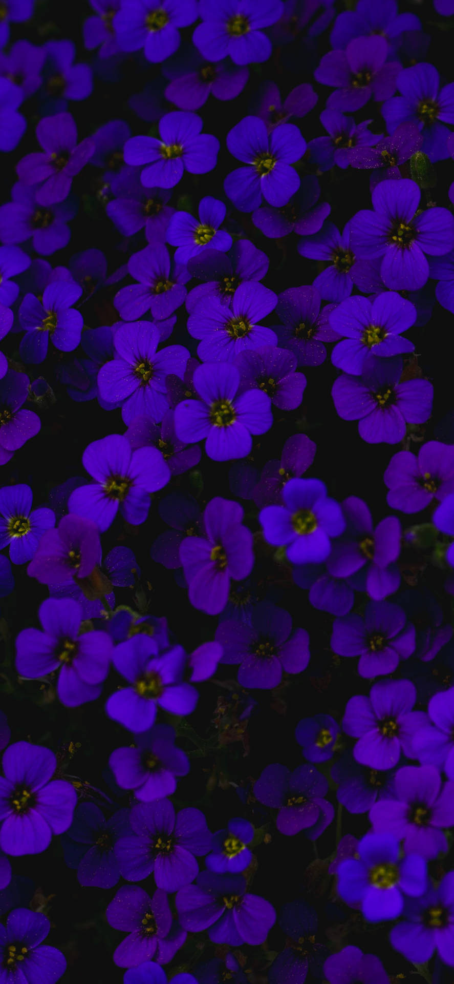 Aubrieta Dark Purple Flowers