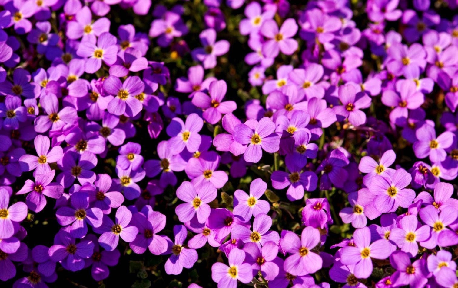 Aubrieta Plant Purple Flowers Field Background