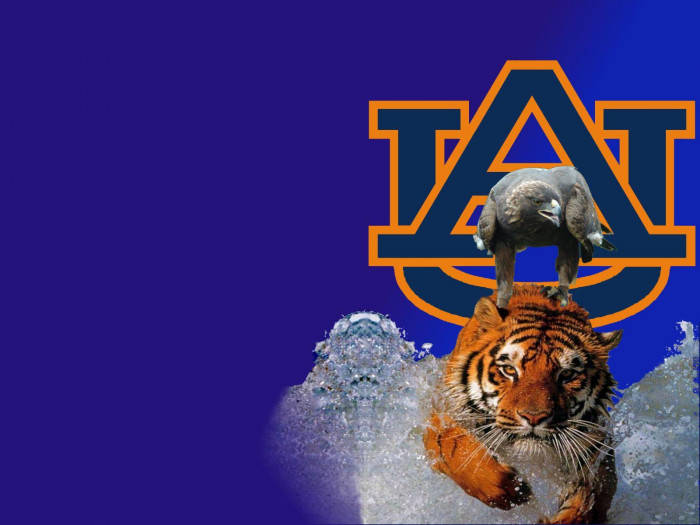 Auburn Football With Charging Tiger Wallpaper