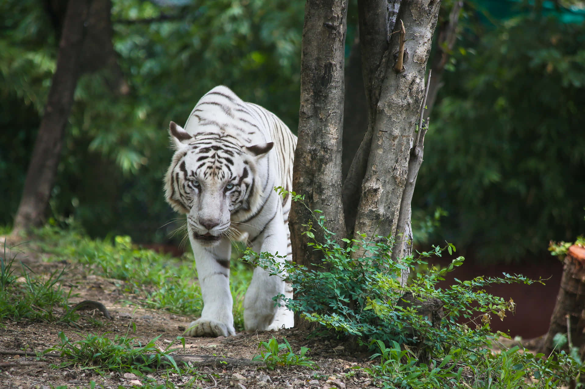 Audacious White Tiger Wallpaper