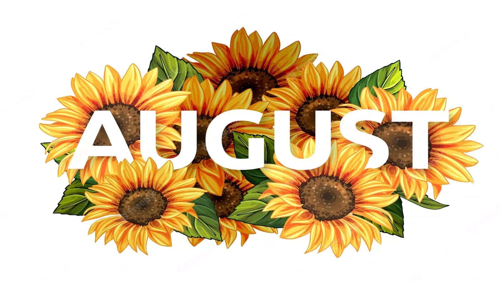 August Sunflower Desktop Background Wallpaper