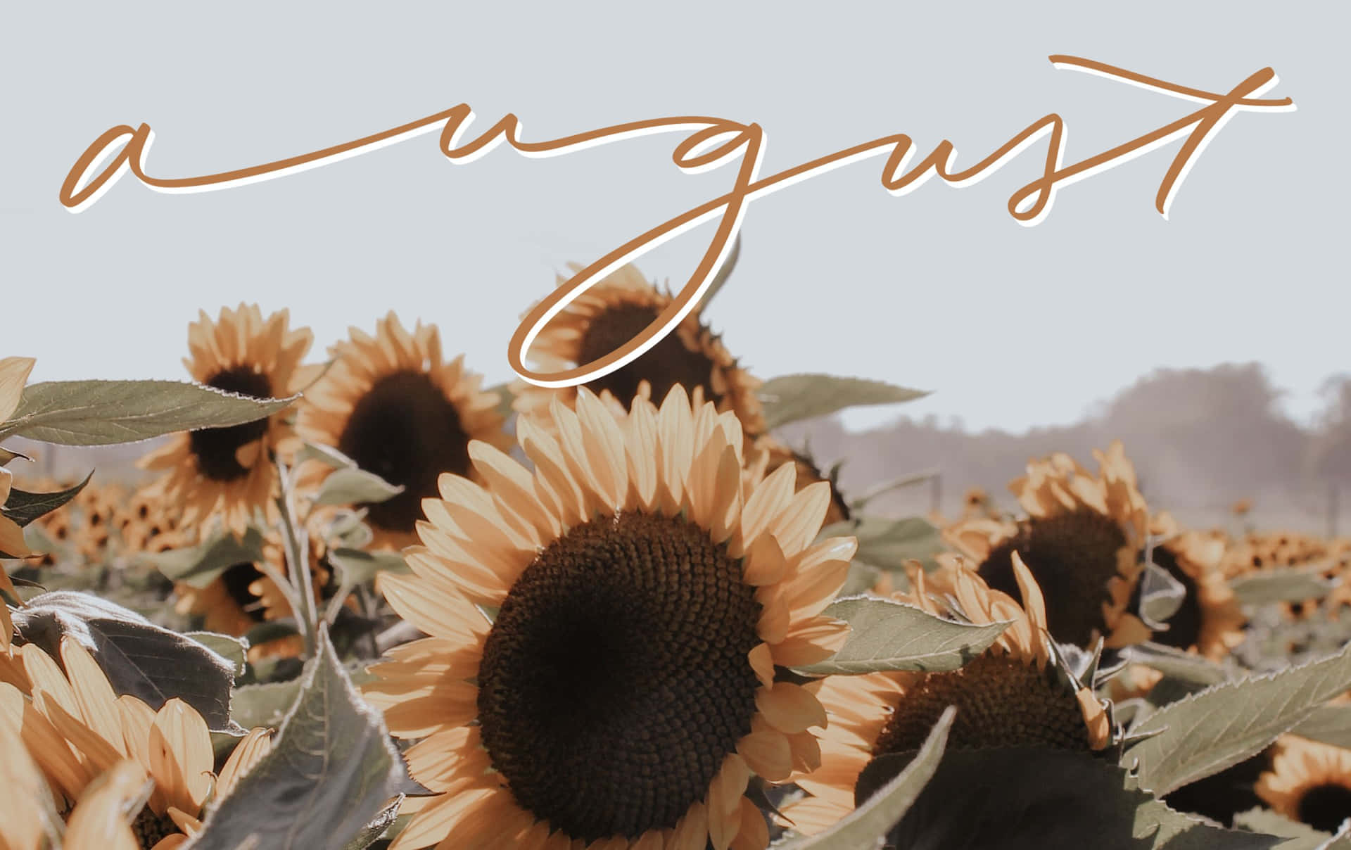 August Sunflower Field Aesthetic Wallpaper