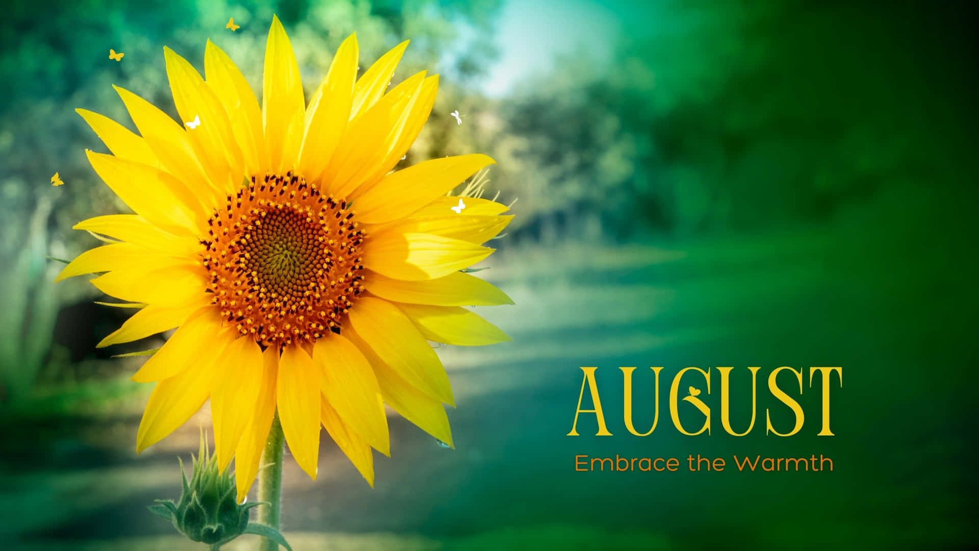 August Sunflower Warmth Aesthetic Wallpaper