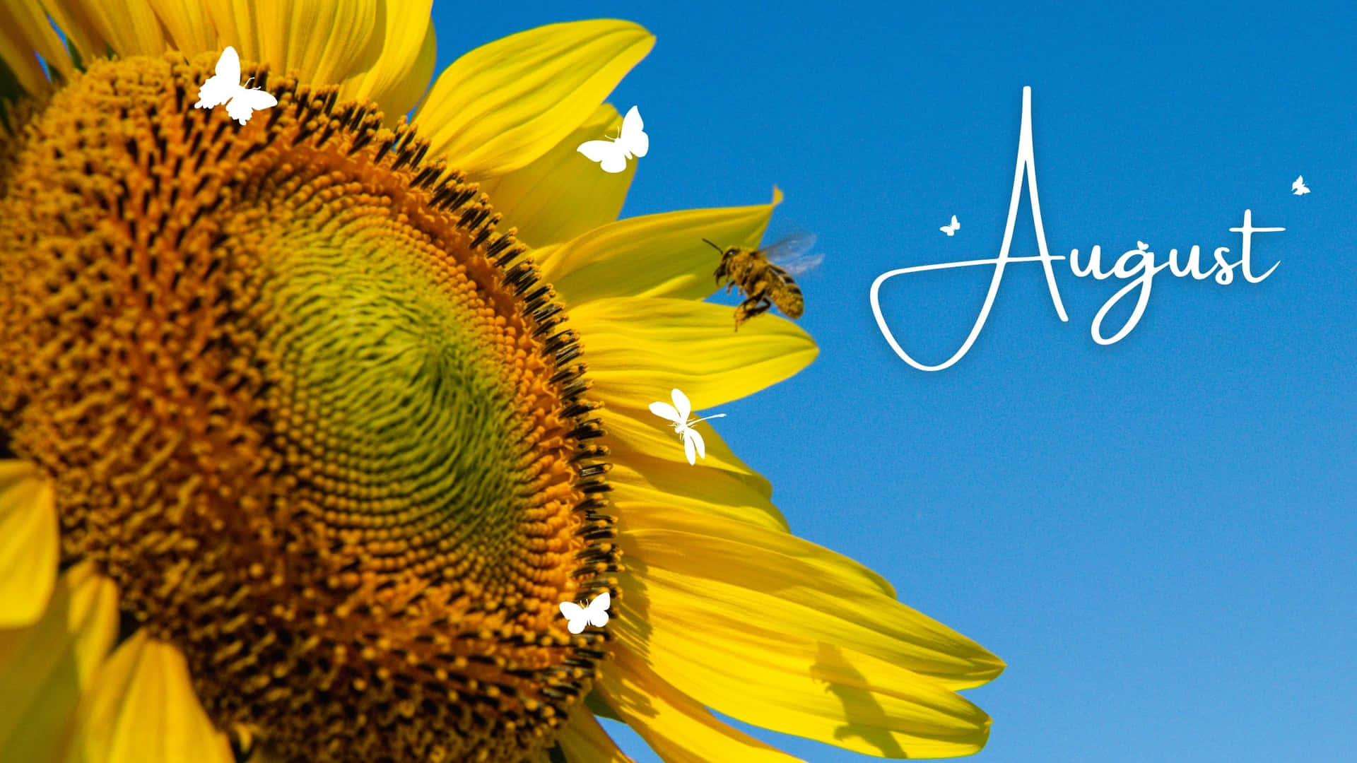 August Sunflowerand Butterflies Wallpaper