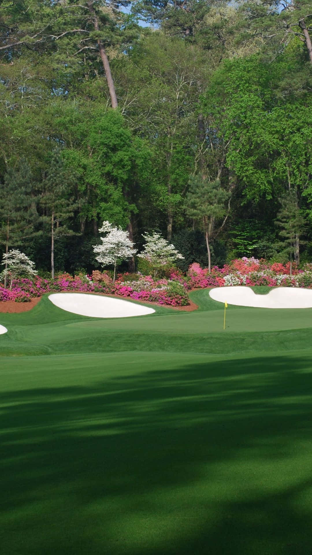 Pink Bushes In Augusta National Iphone Wallpaper