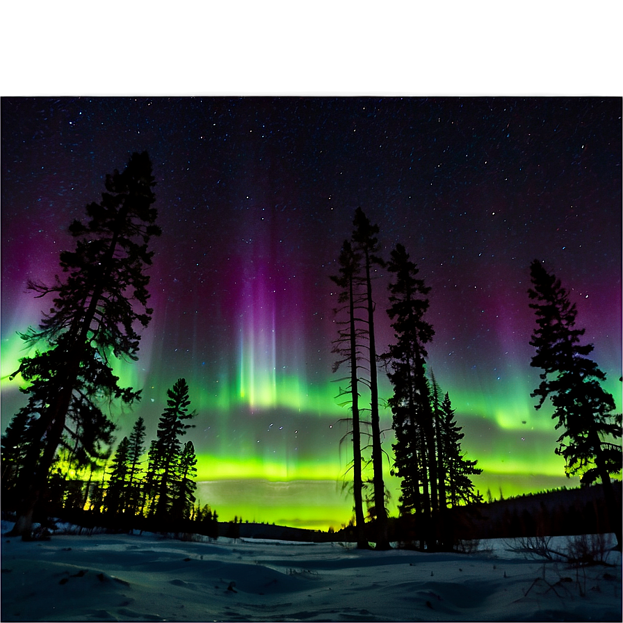 Aurora Borealis Through Pine Trees Png Fhy78 PNG