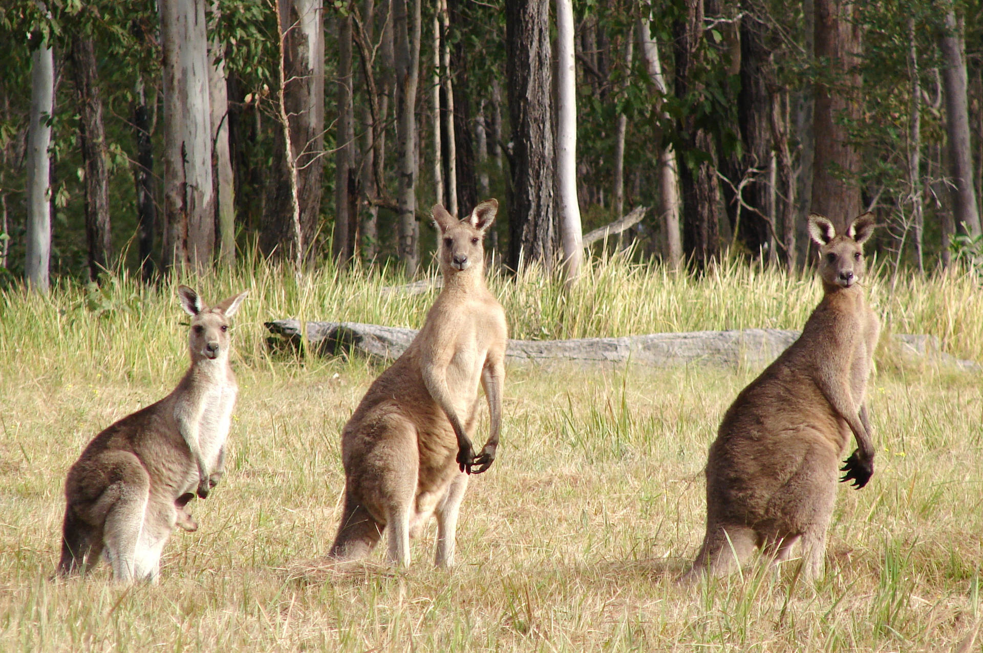 Aussie Kangaroos Family Wallpaper