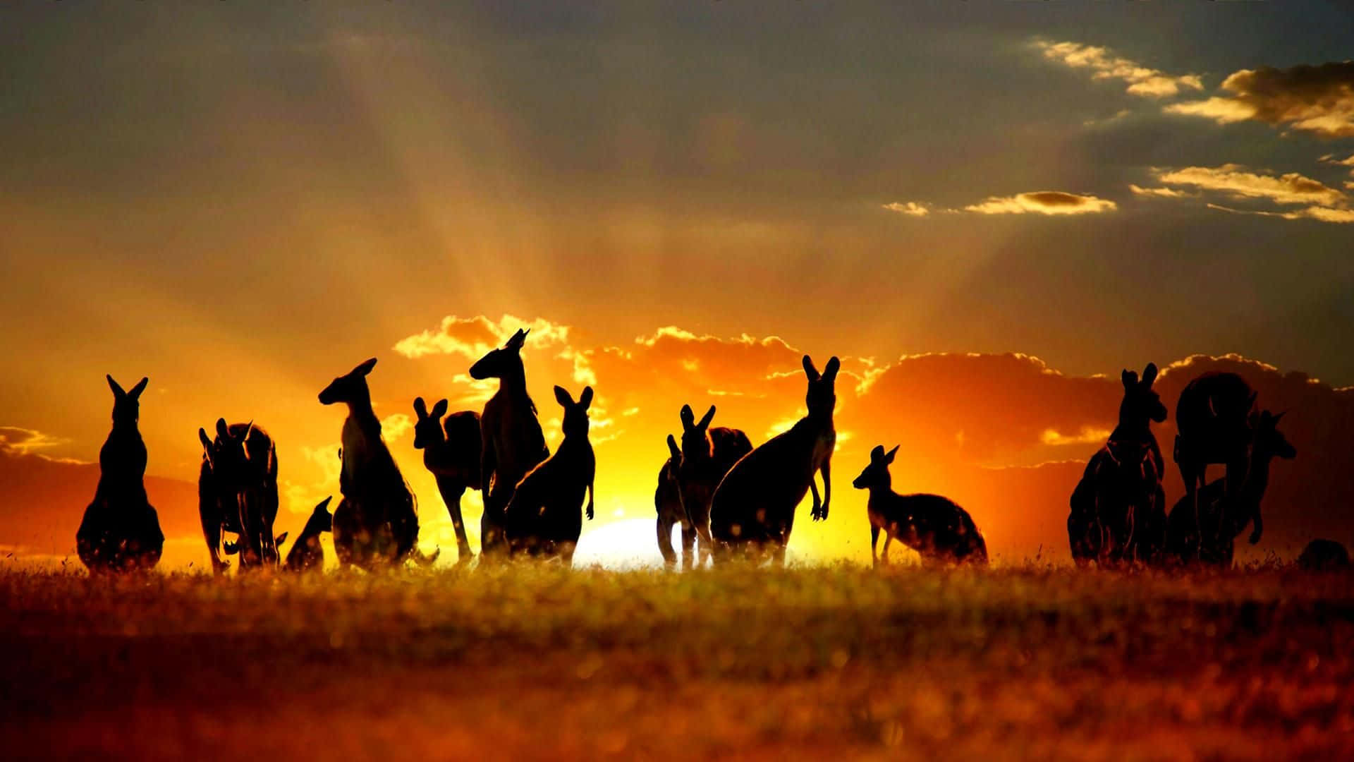 Embárcateen Un Viaje A Través Del Pintoresco Outback Australiano.