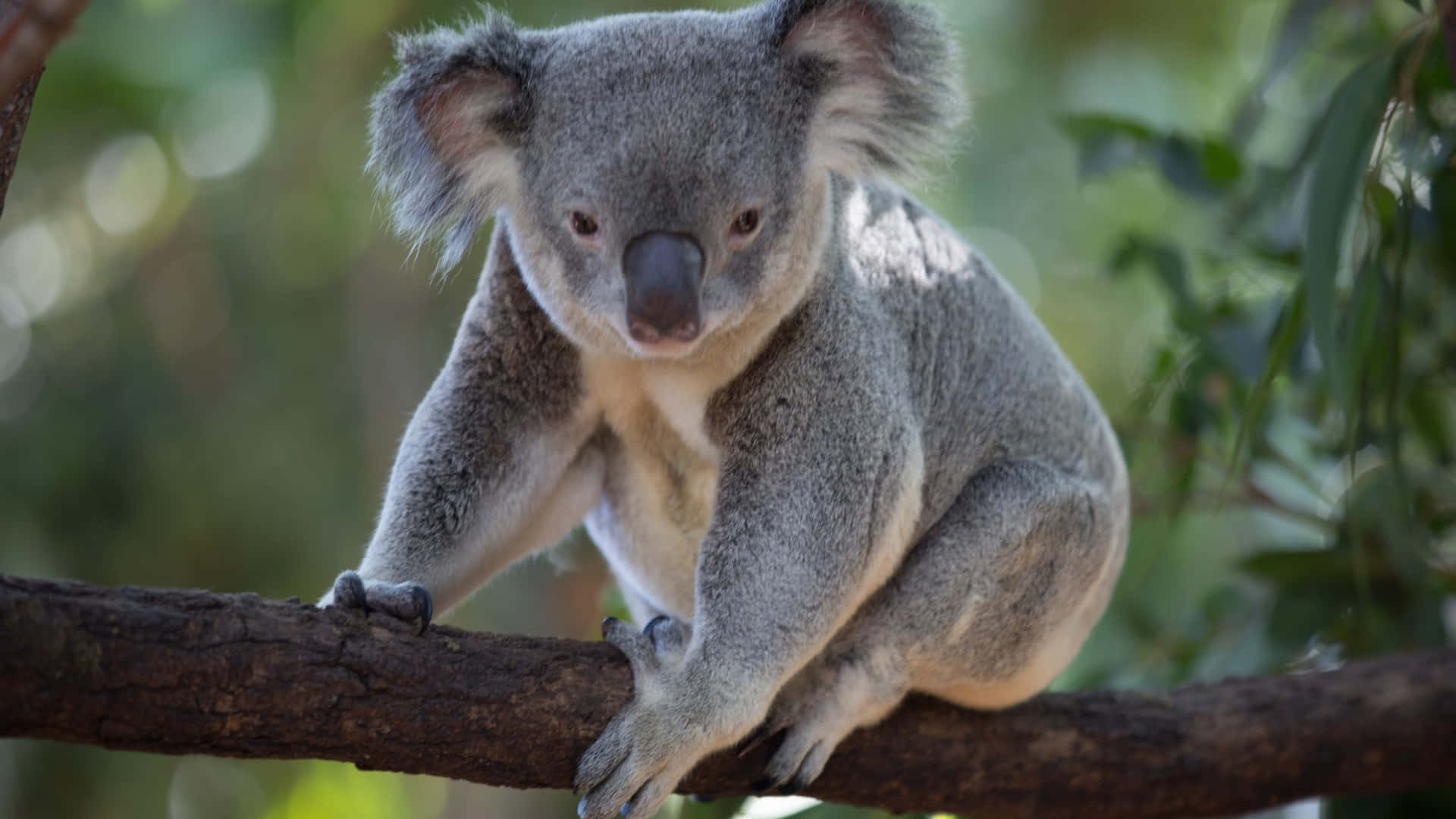 Erkundedie Natürlichen Wunder Australiens