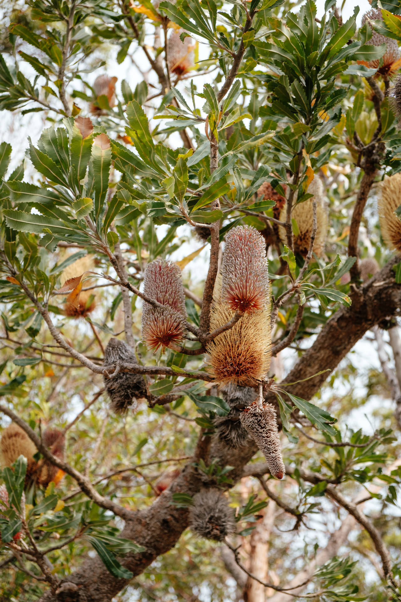 Australia Banksia Wildflower
