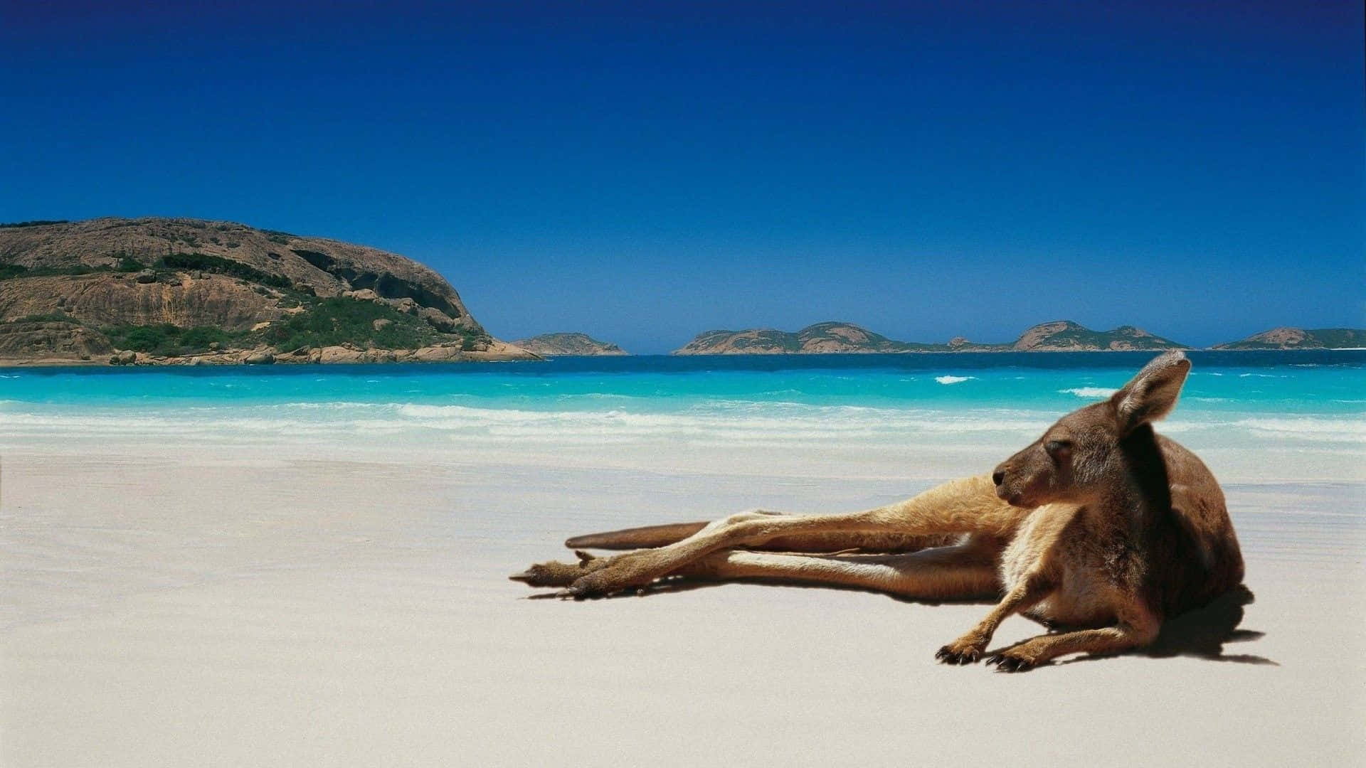 Stunning Australian Beach Panorama Wallpaper