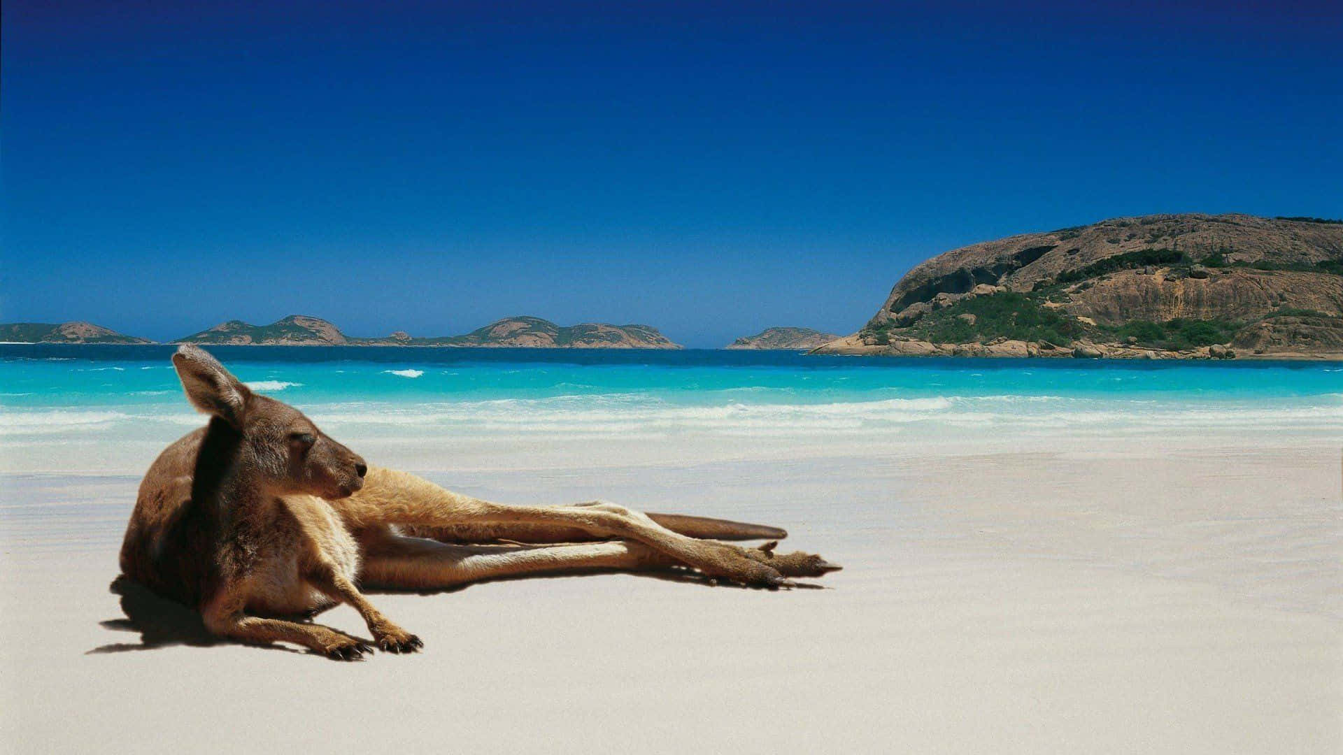 Caption: Tranquil Australian Beach Sunset Wallpaper