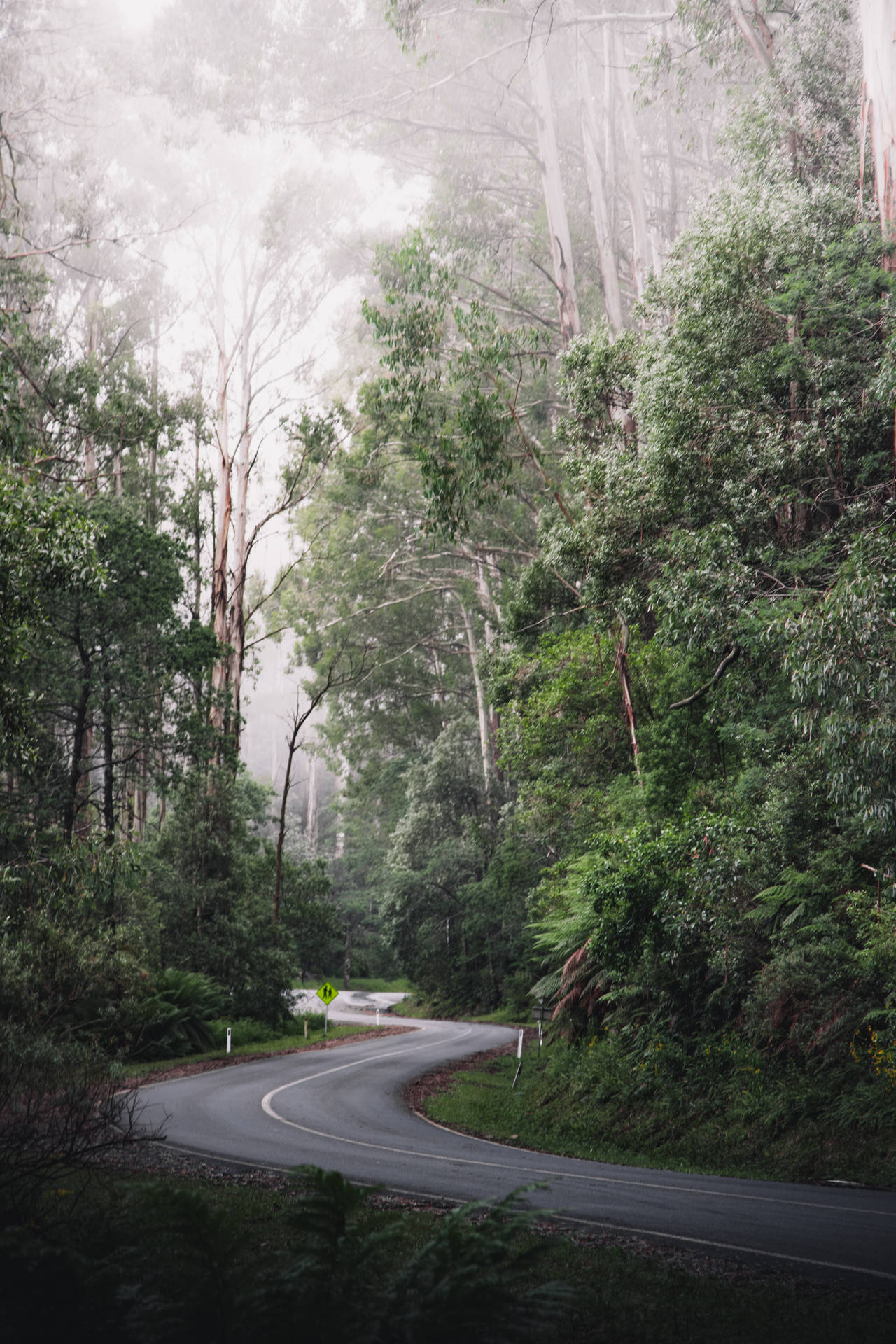 Australia Foggy Road