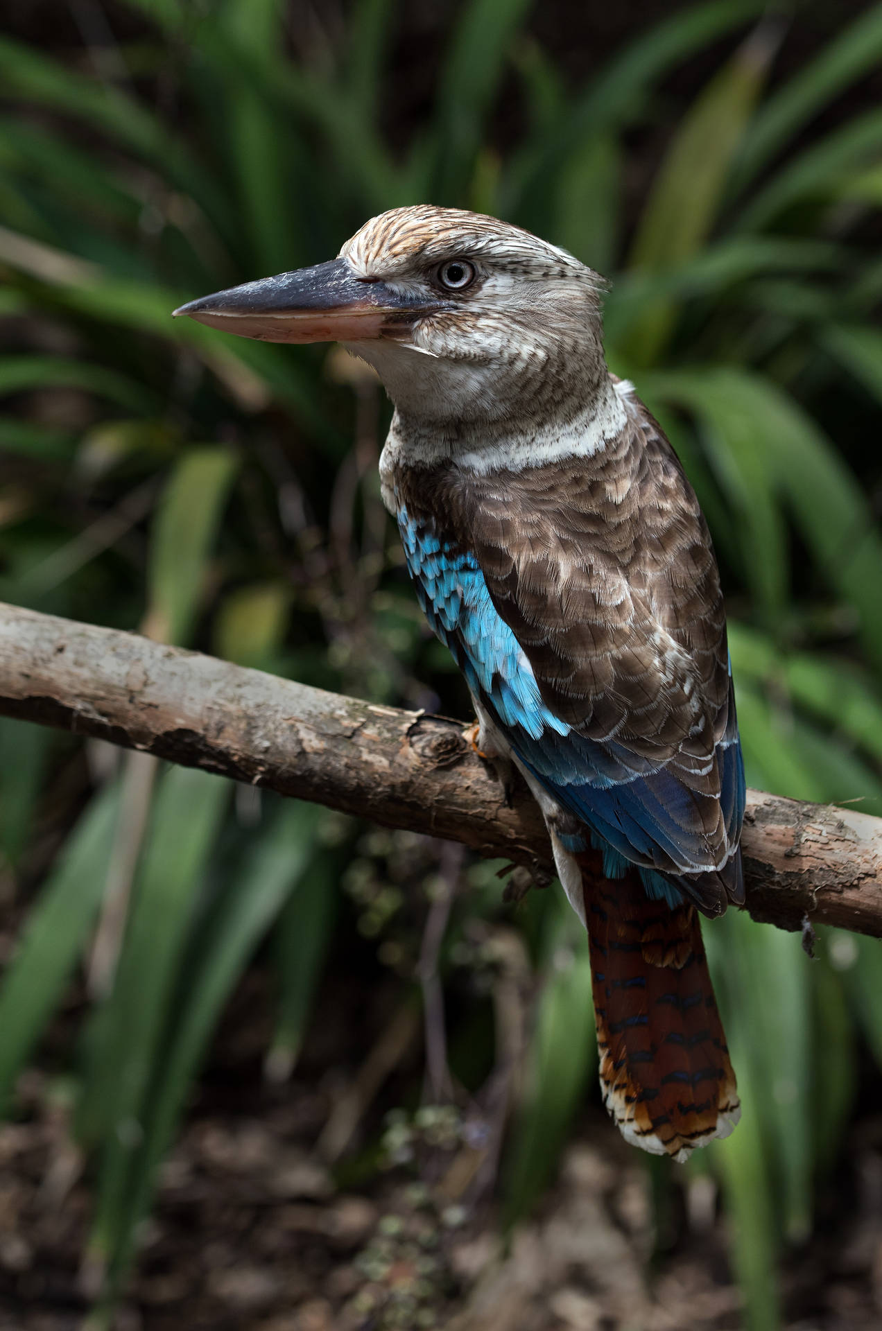 Australia Kookaburra Bird Wallpaper