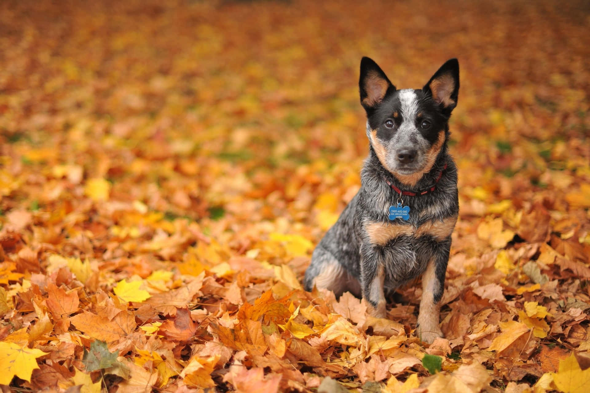 A Dog Sitting In The Leaves
