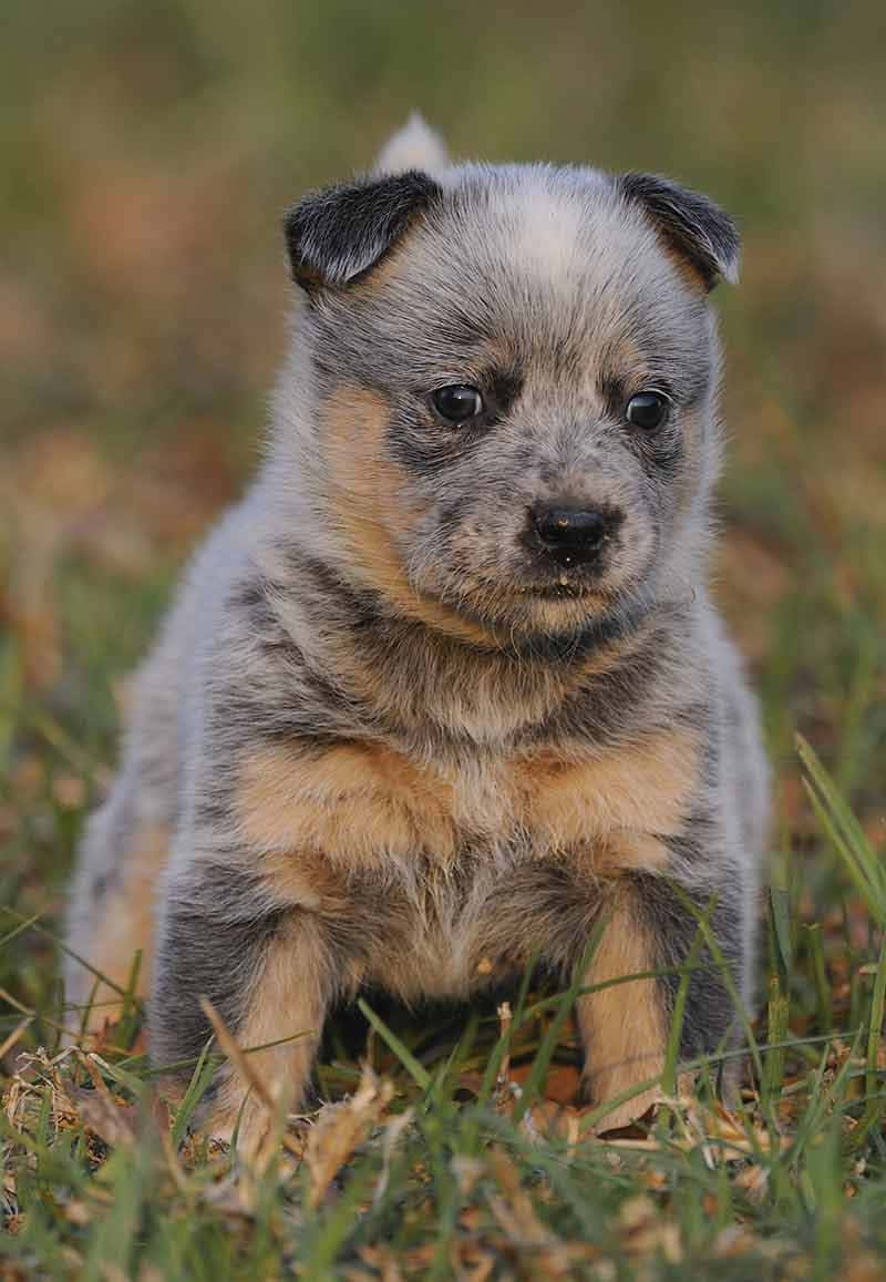 A Small Blue Heeler Puppy Sitting In The Grass