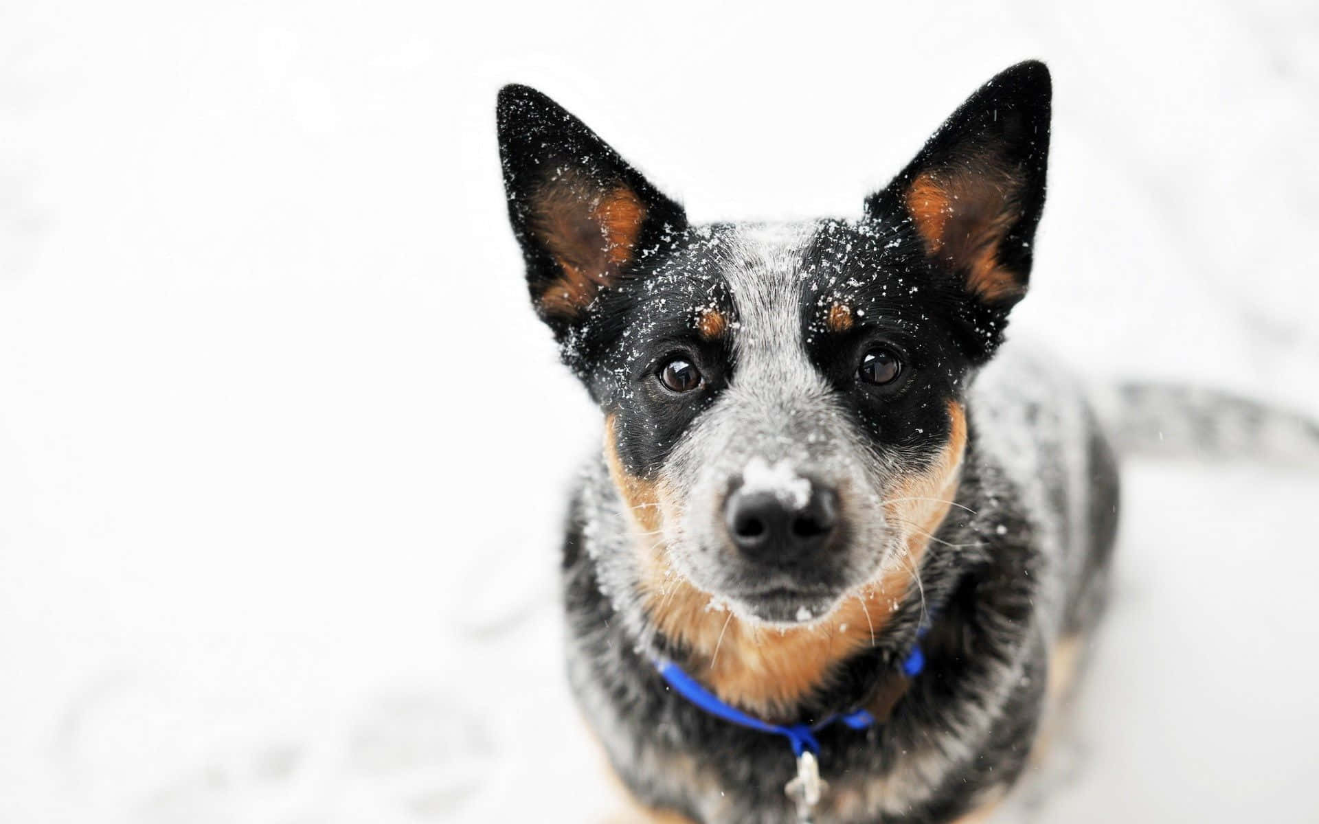 A Dog Is Sitting In The Snow Looking At The Camera