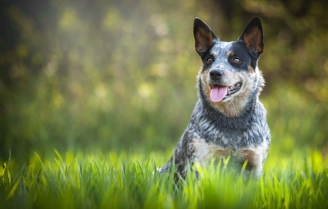 Download A Dog Is Sitting In The Grass With Its Tongue Out | Wallpapers.com