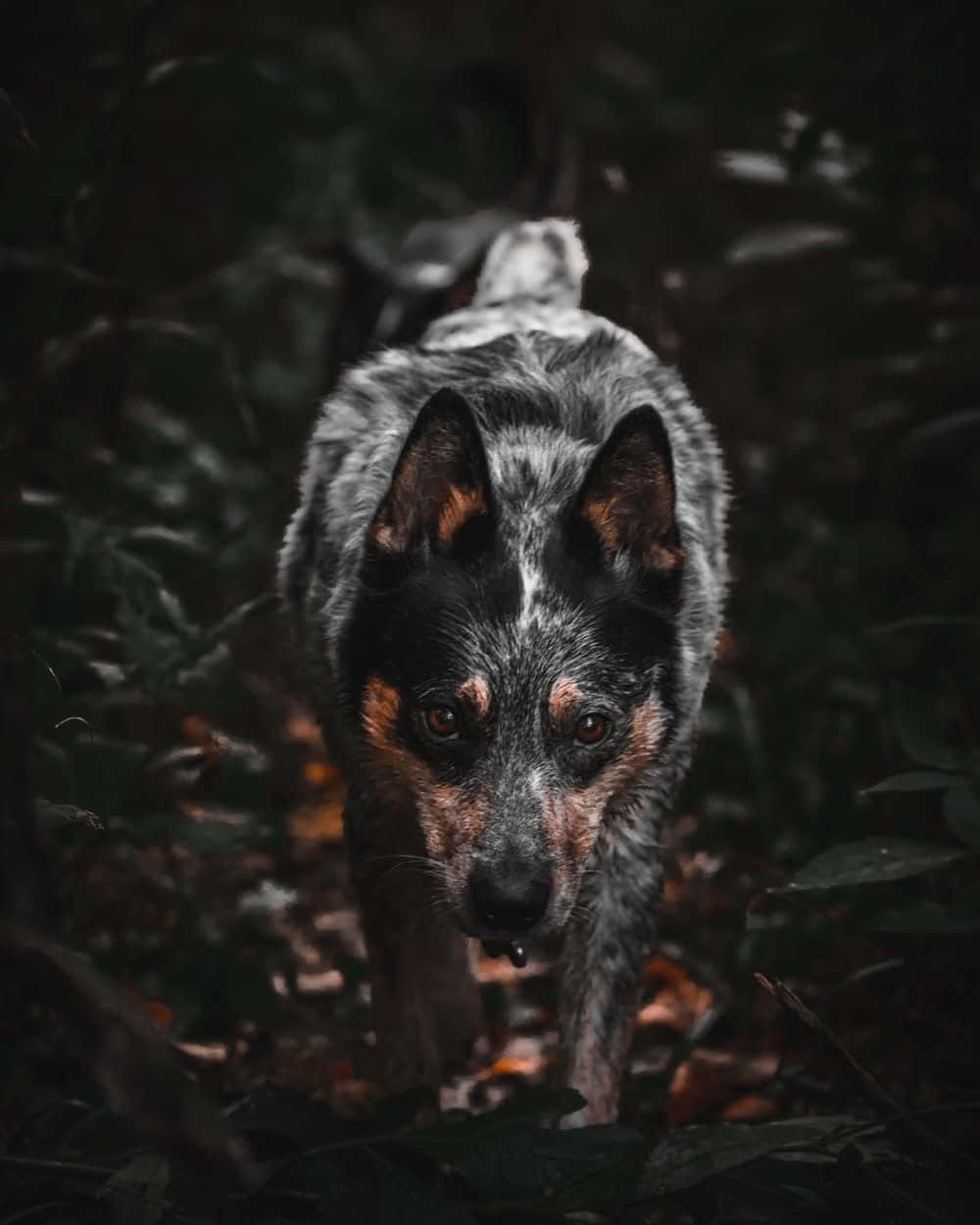 A Dog Walking Through The Woods In The Dark