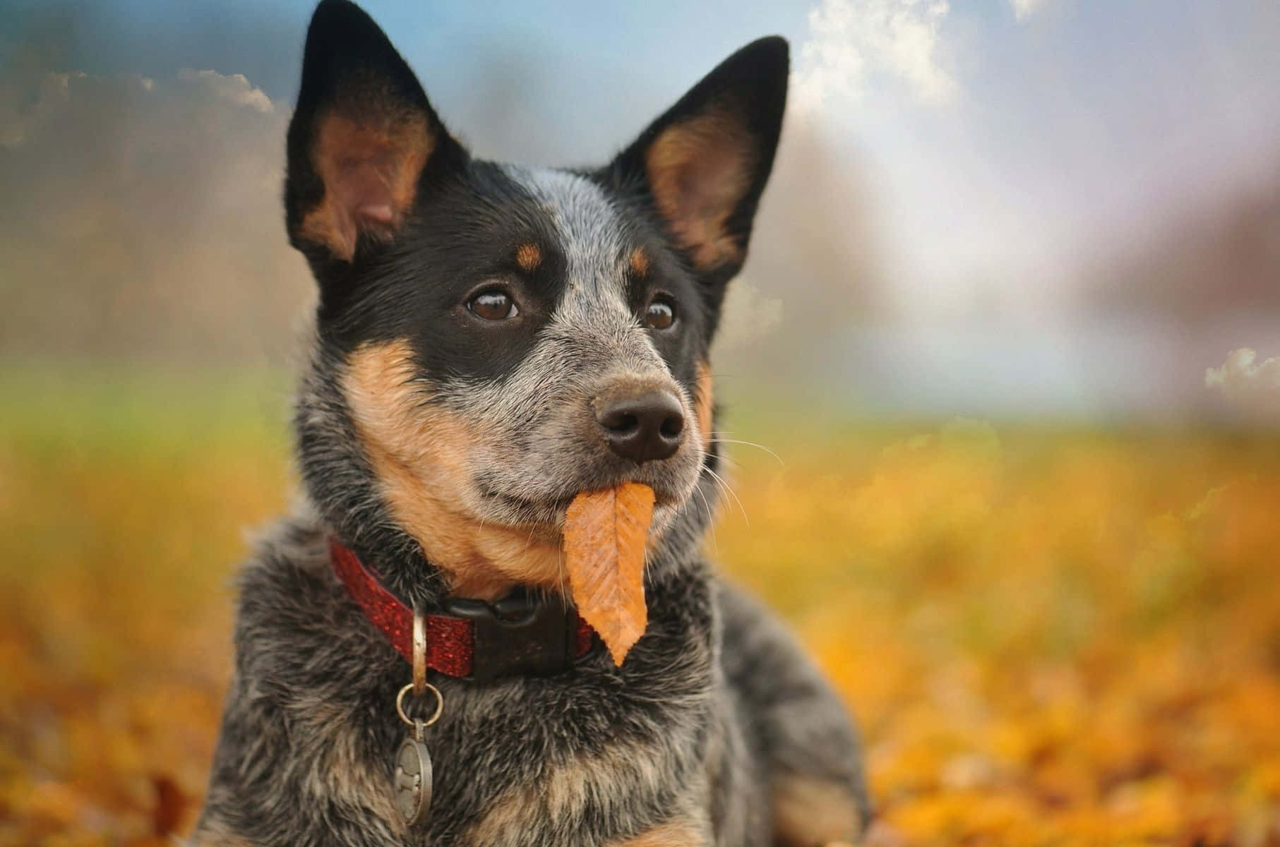 A Dog Is Sitting On A Leaf In The Fall