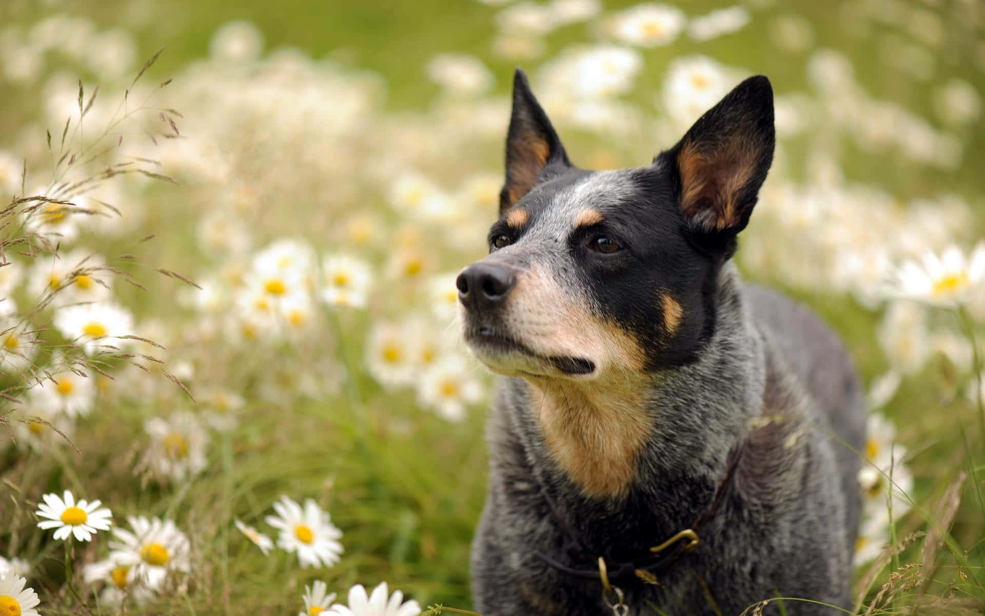 A Blue Heeler Dog Standing In A Field Of Daisies