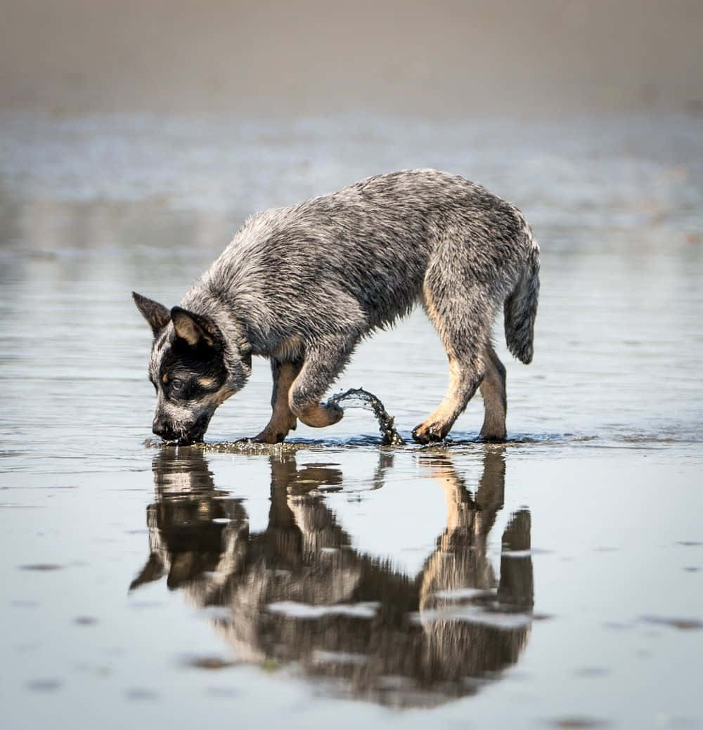 Handsome and Intense, This Australian Cattle Dog Is Ready for Action