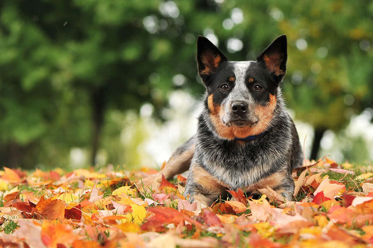 A Dog Laying In The Grass With Leaves Around It